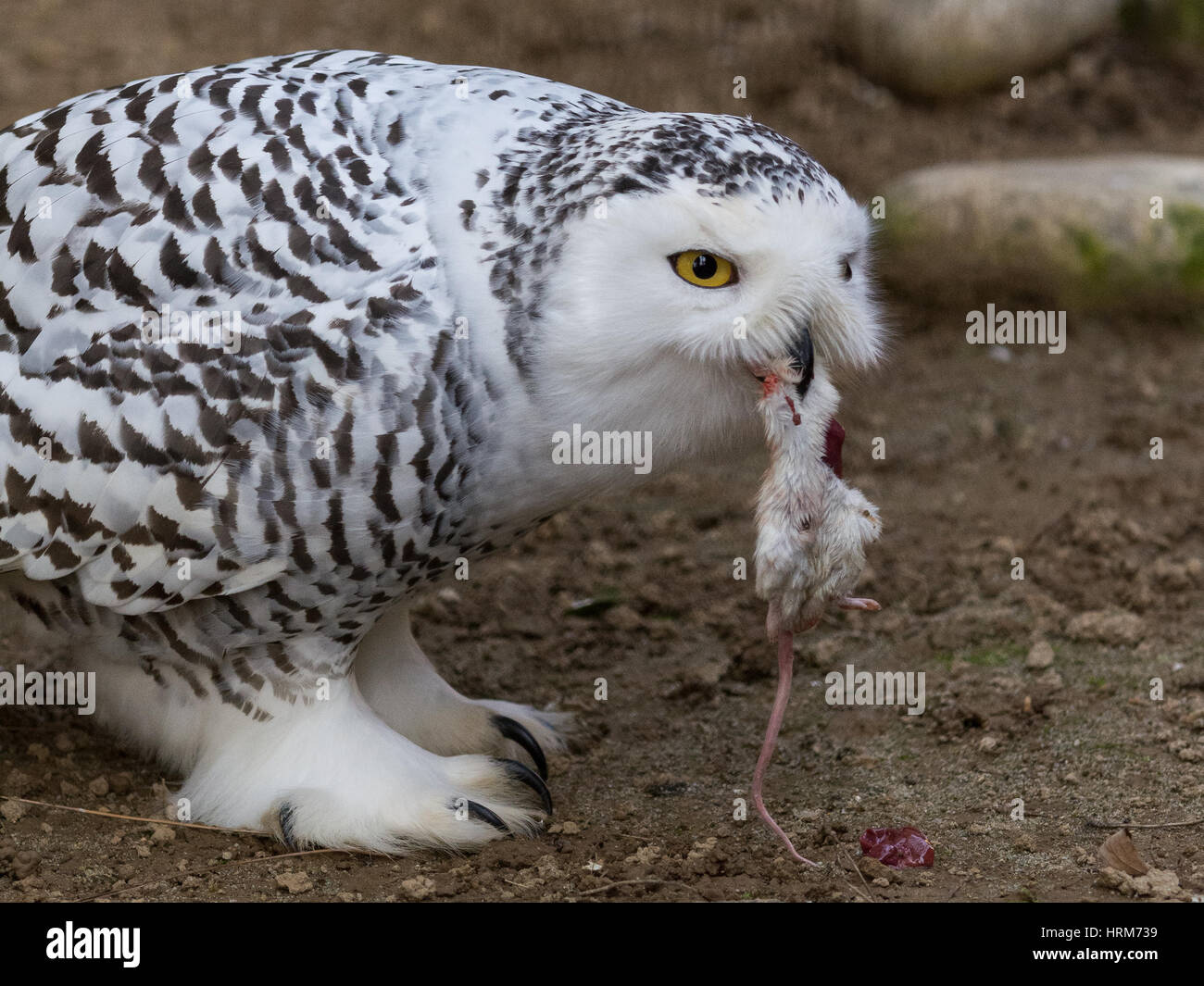 Snowy Owl, Owl, schwarze und weiße Vogel Stockfoto