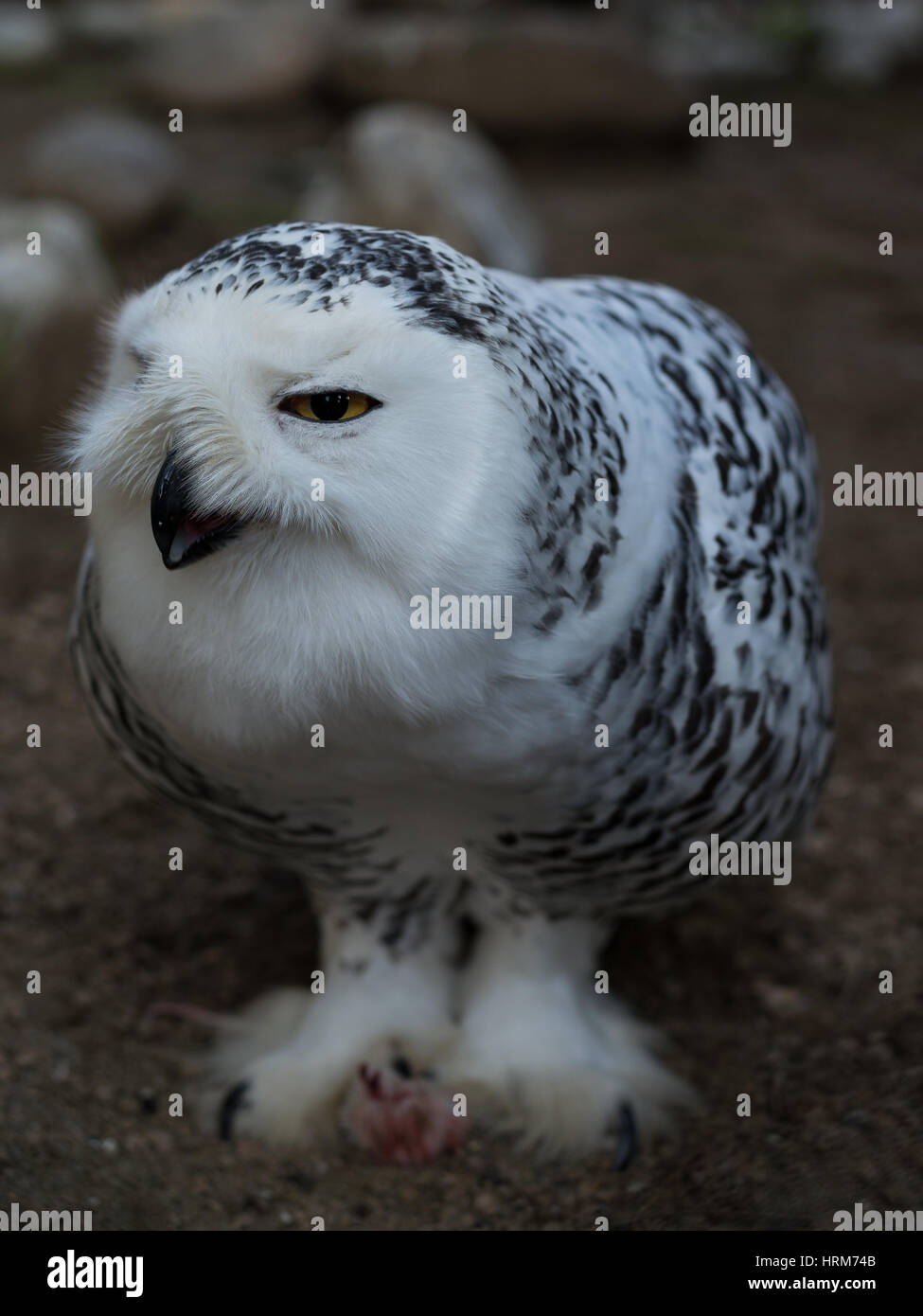 Snowy Owl, Owl, schwarze und weiße Vogel Stockfoto