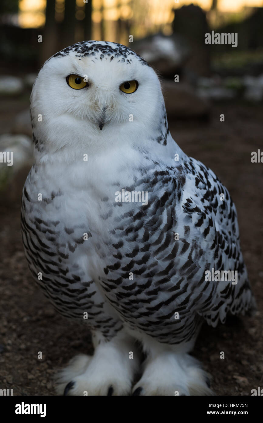 Snowy Owl, Owl, schwarze und weiße Vogel Stockfoto