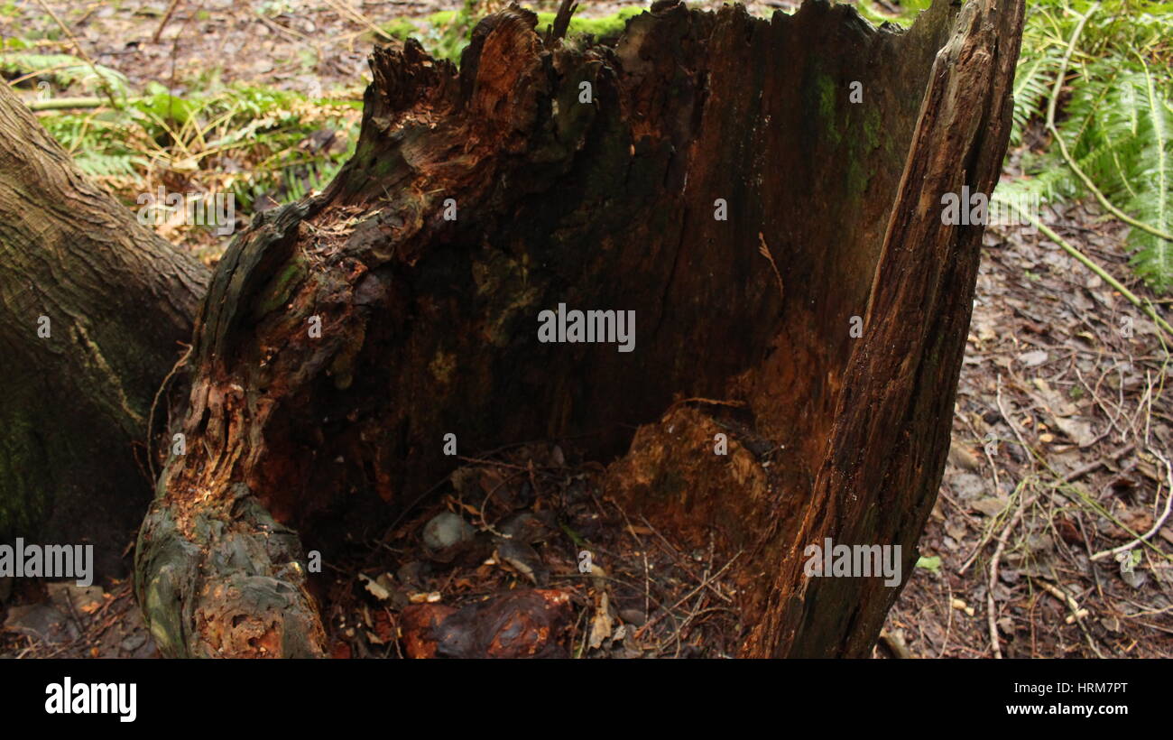 Baum in einem park Stockfoto