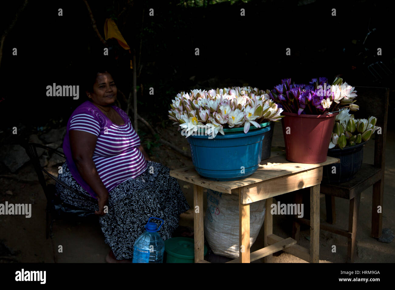 Dambulla Sri Lanka Frau verkaufen Lotusblüten Stockfoto