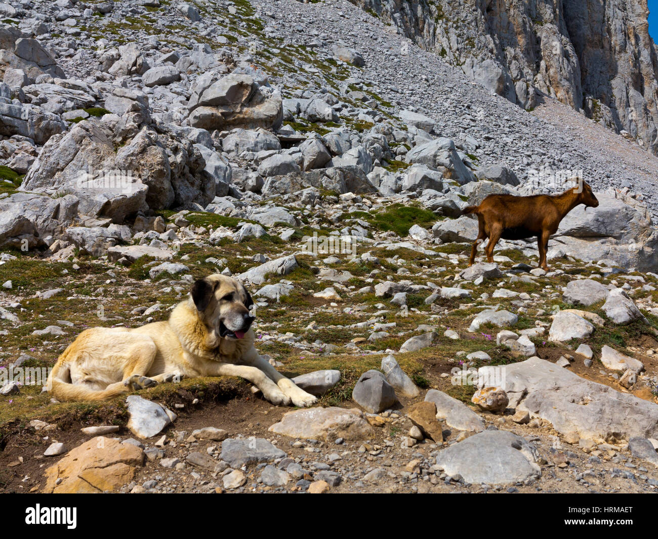 Gämsen und Berg Hund auf einem Berggipfel bei Fuente De in den Picos De Europa Nationalpark Kantabrien Nordspanien Stockfoto