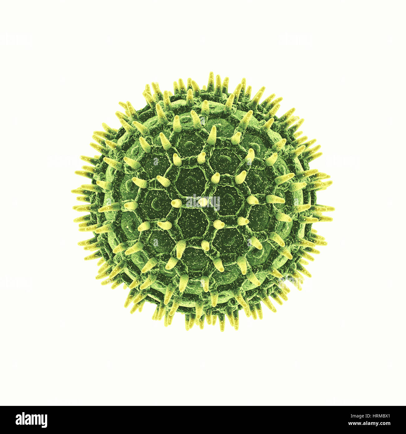 Pollenkorn isoliert auf weiss, Pollenallergie ist auch bekannt als Heuschnupfen oder allergischer rhinitis Stockfoto