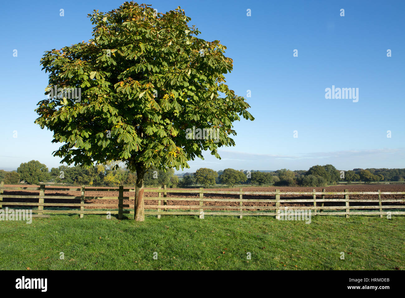 Kastanienbaum an einem sonnigen Herbsttag Stockfoto