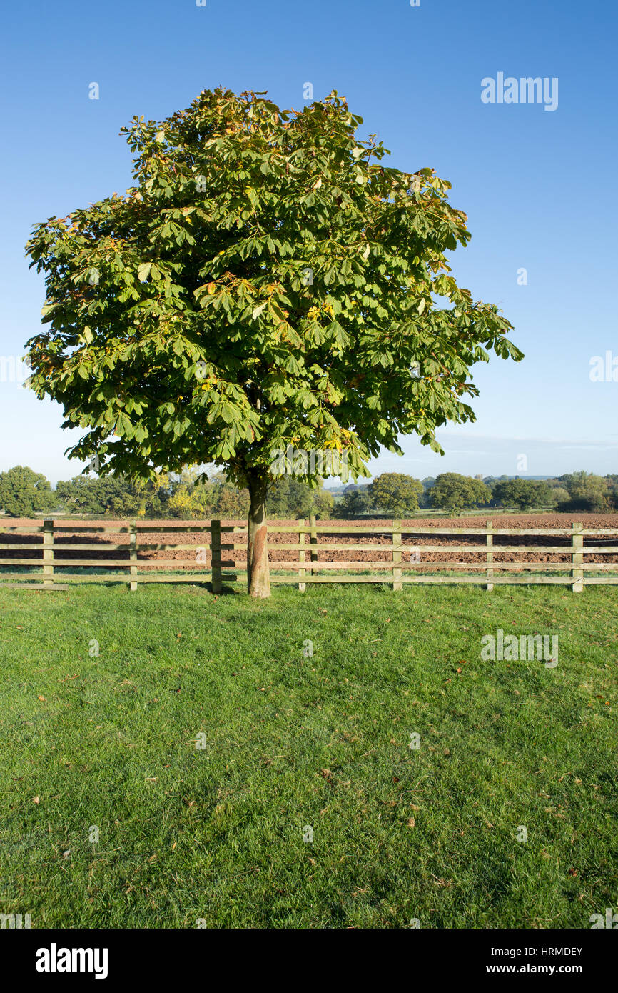 Kastanienbaum an einem sonnigen Herbsttag Stockfoto