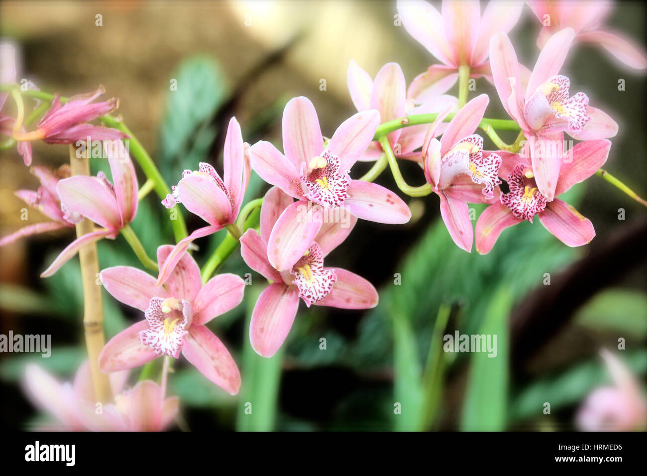 exotische tropische Blumen Stockfoto