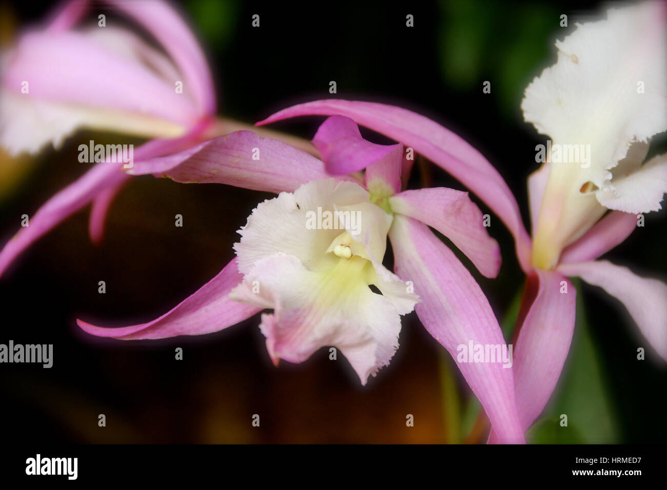 exotische tropische Blumen Stockfoto