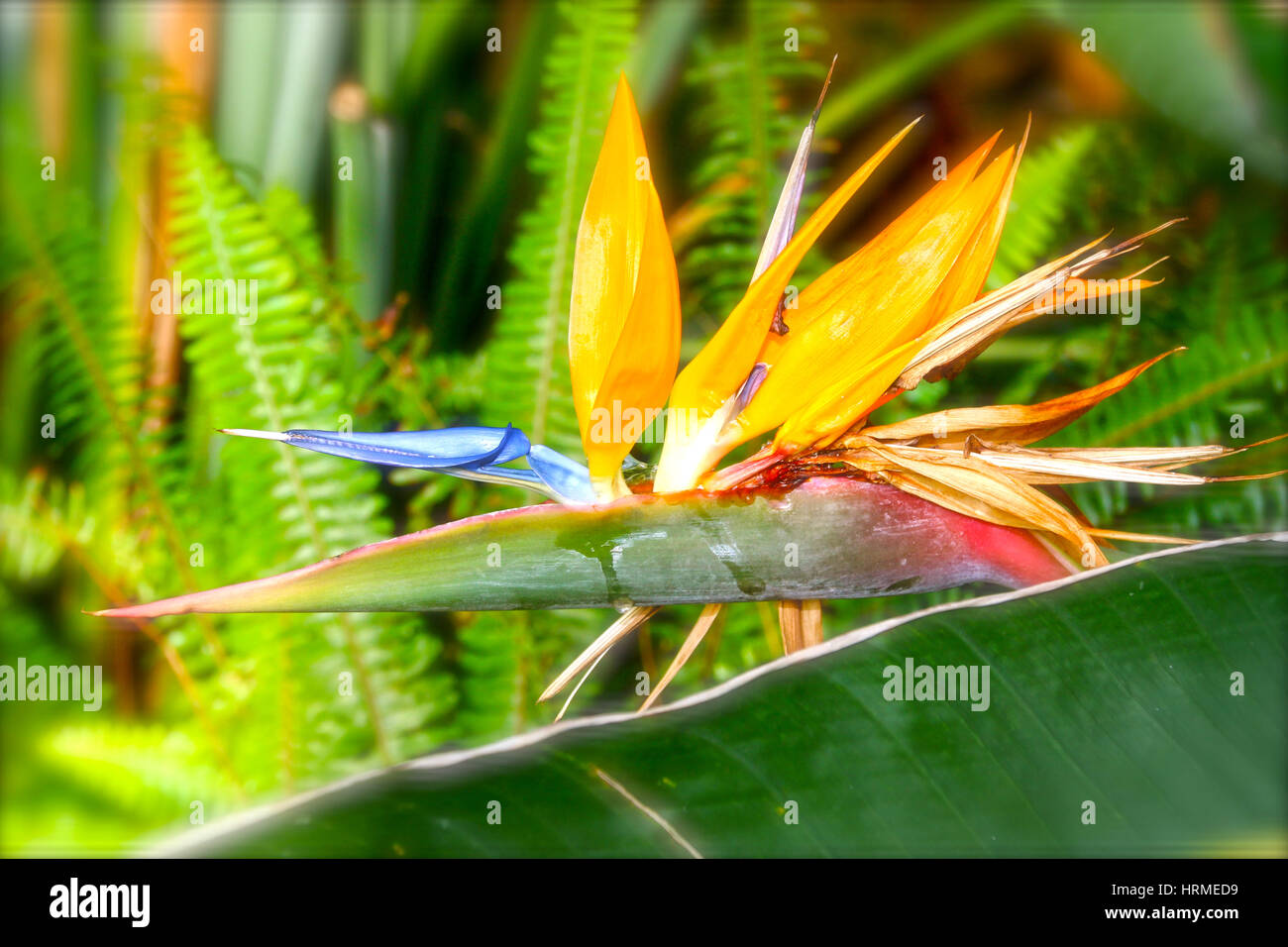exotische tropische Blumen Stockfoto