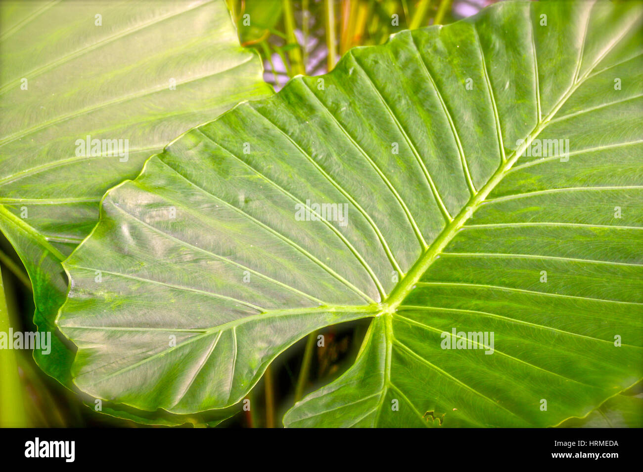 exotische tropische Blumen Stockfoto