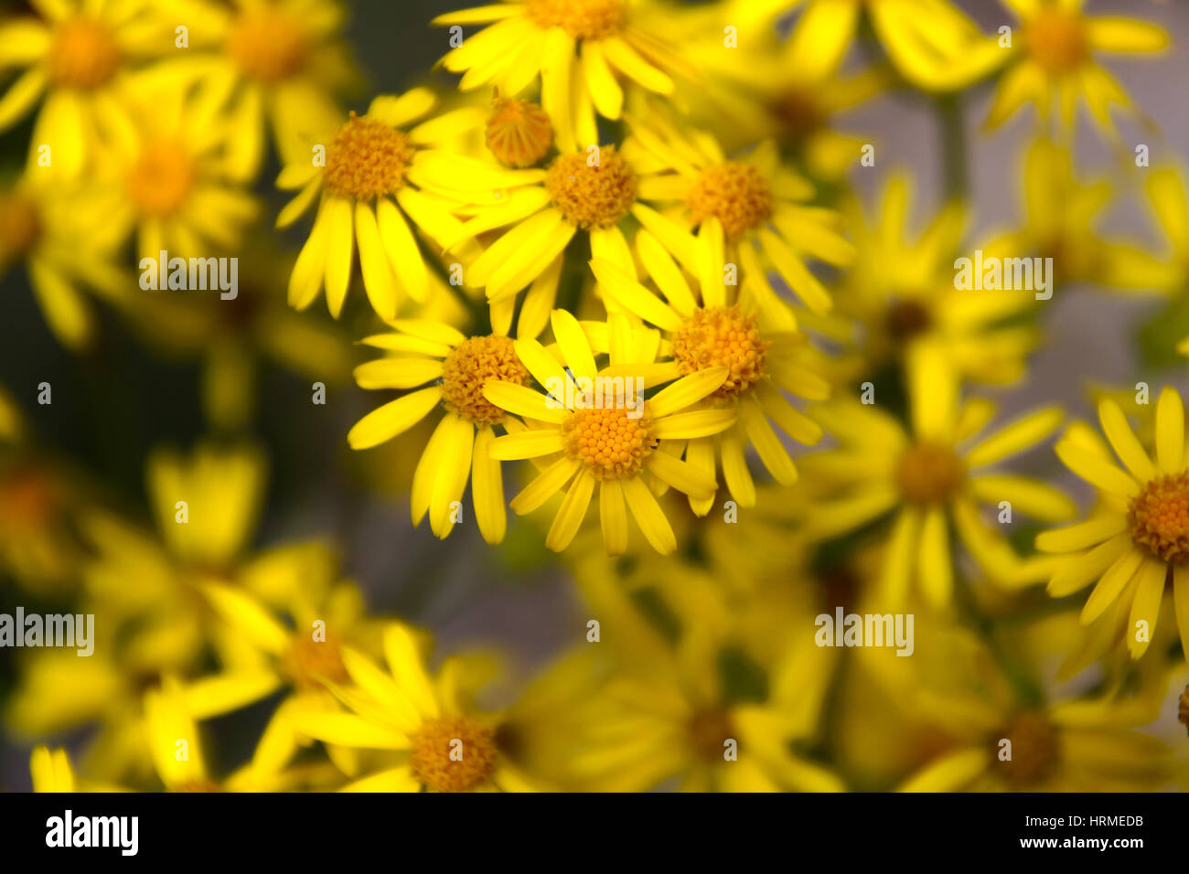 exotische tropische Blumen Stockfoto