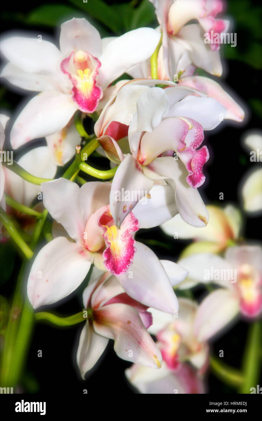 exotische tropische Blumen Stockfoto