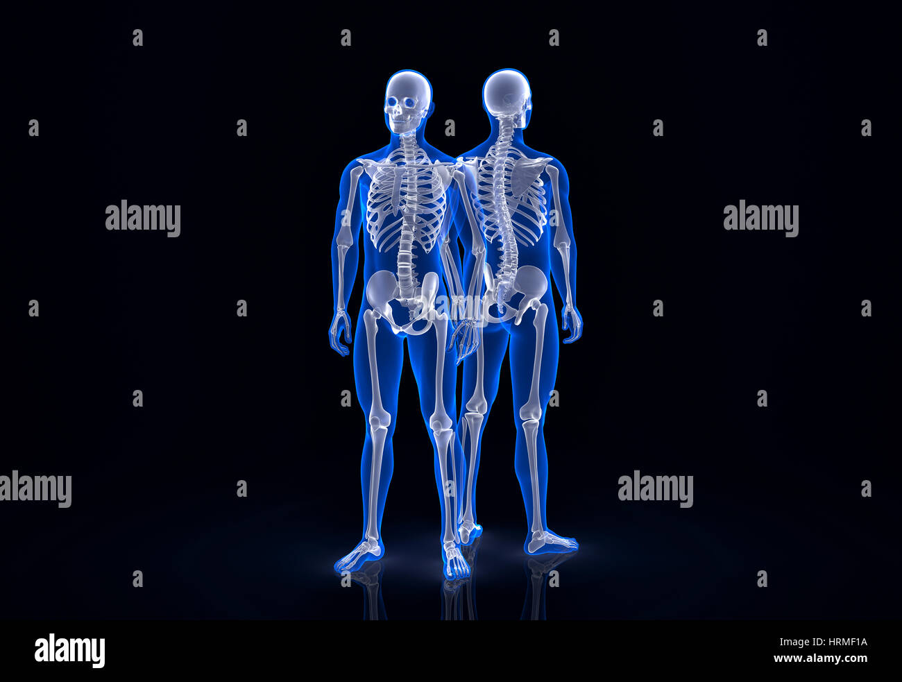 Menschliches Skelett. Vordere und hintere Ansicht. Clipping-Pfad enthält Stockfoto