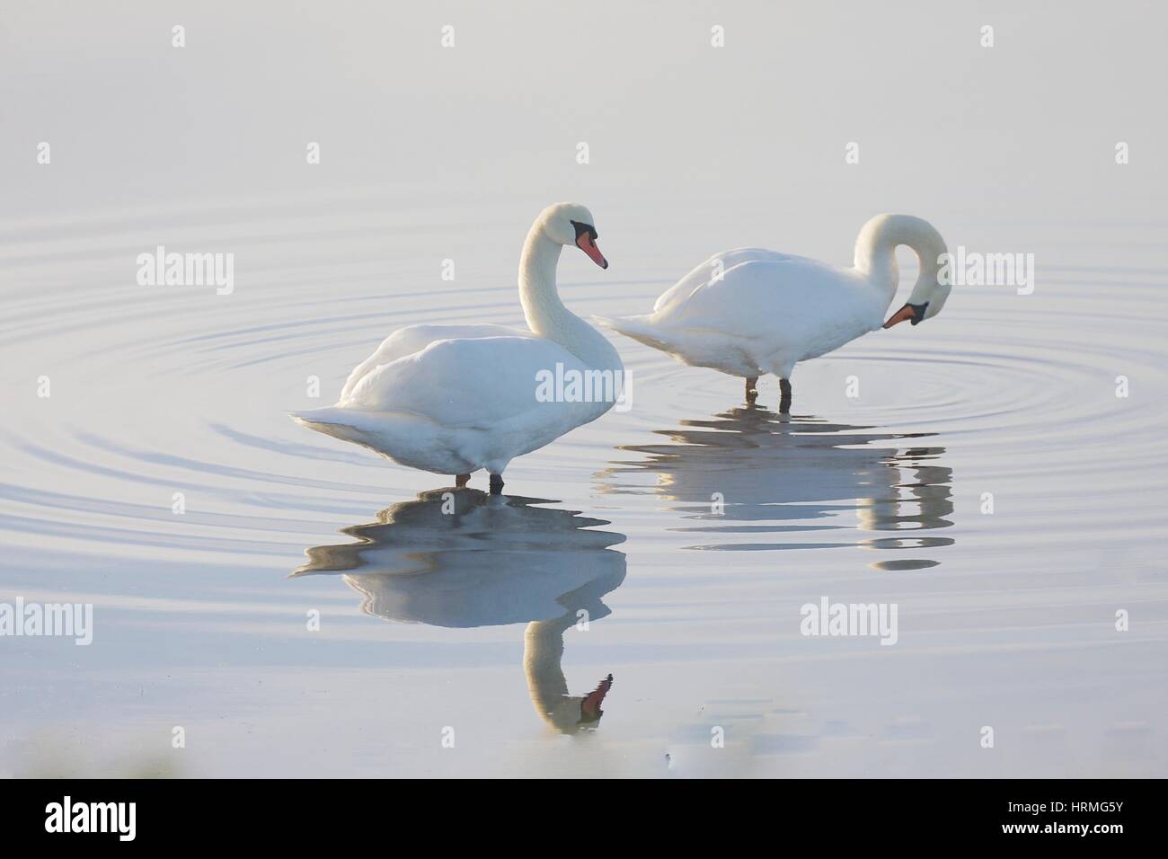 Teich mit reflexionen Fotos und Bildmaterial in hoher Auflösung Alamy