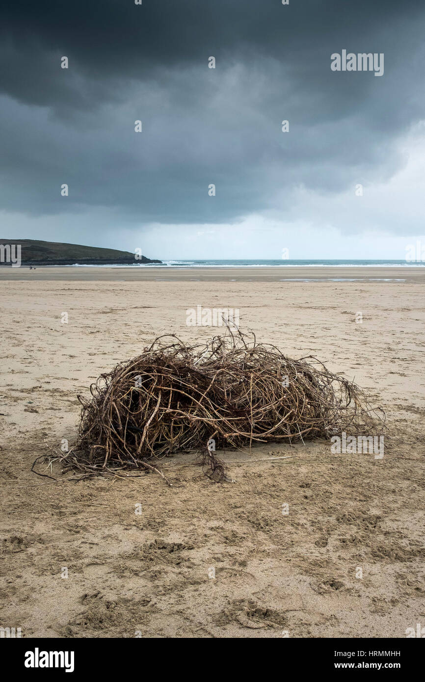 verworrenen Kugel Unkraut Bramble Wurzeln Crantock Beach Newquay Cornwall England UK Stockfoto