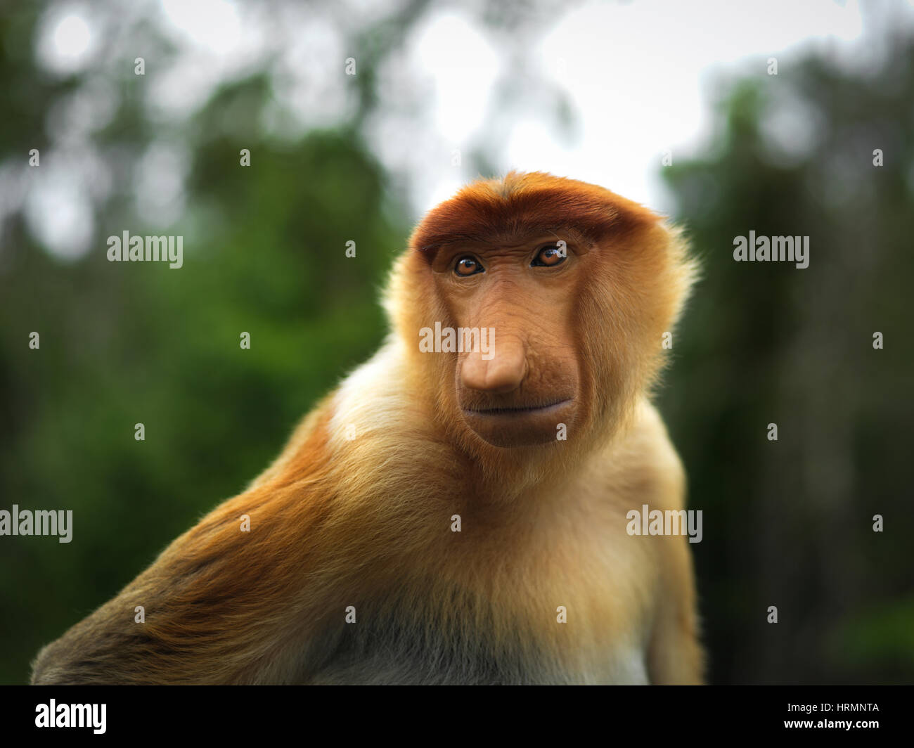 Nasalis Larvatus, Langnasen-Monkey, Malaysia, Borneo, Indonesien, Asien Stockfoto
