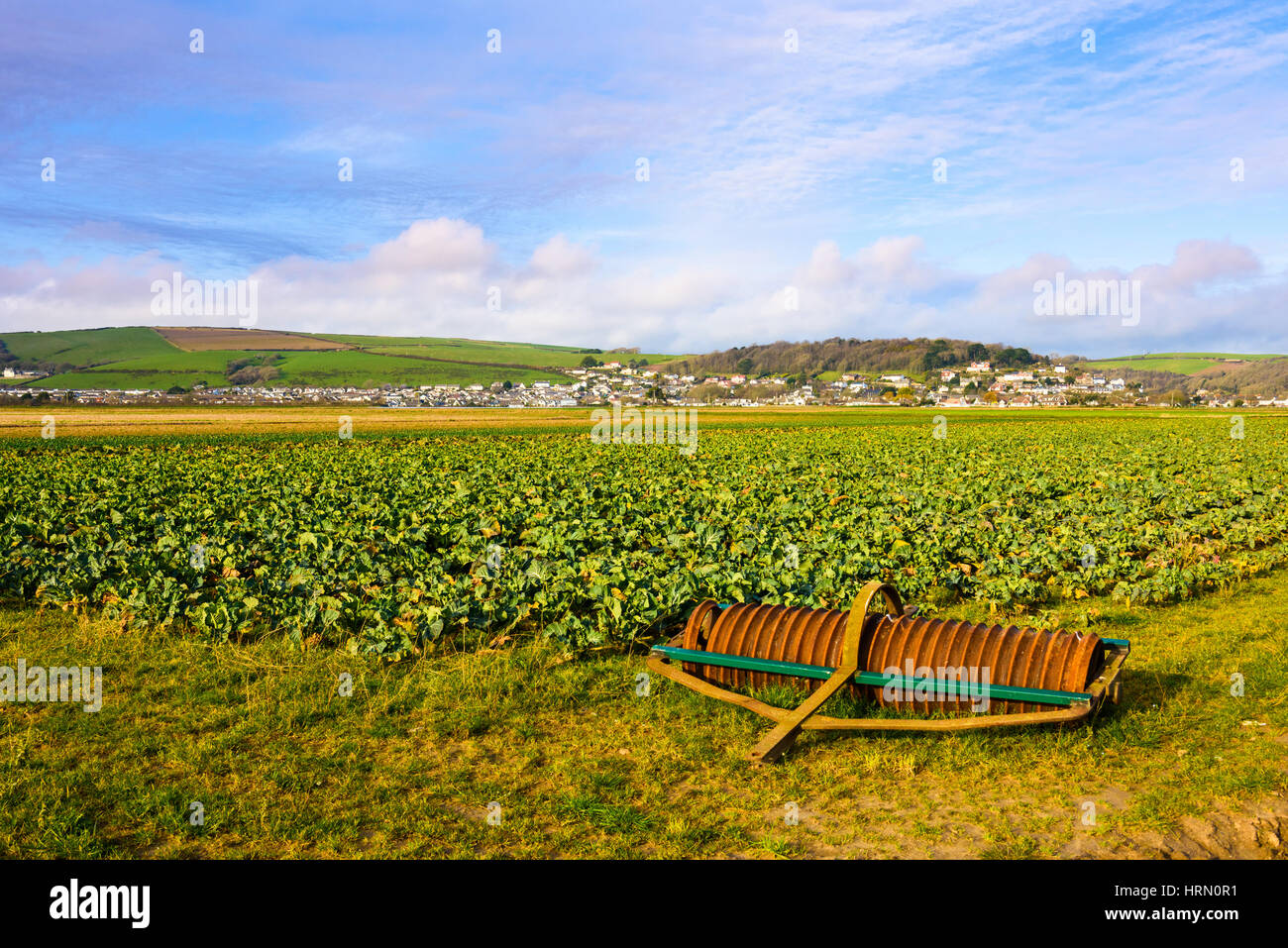 Anbau in Braunton Great Field, Braunton, North Devon, England. Stockfoto