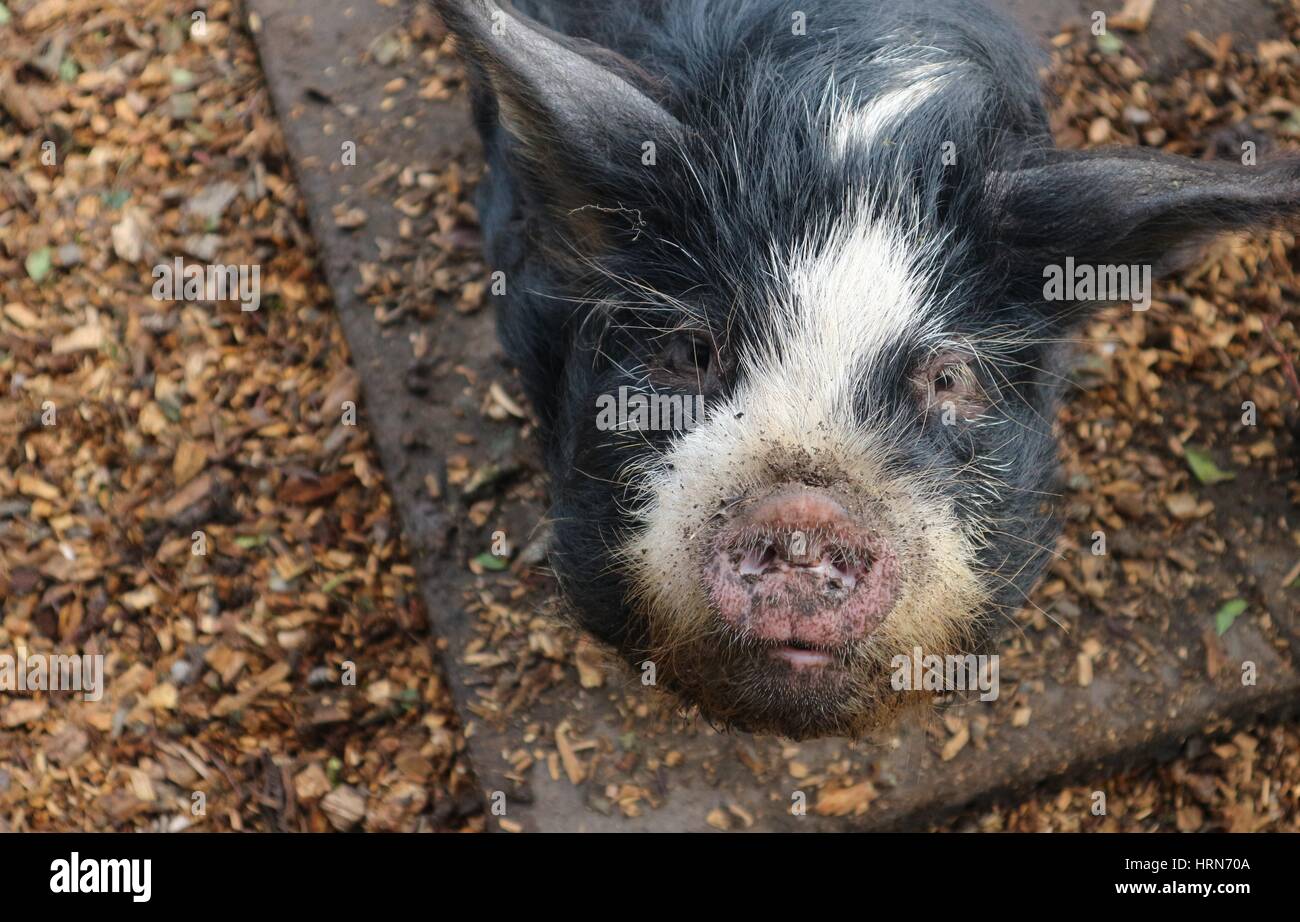 Seltene Rasse Berkshire Schwein bis suchen, Nahaufnahme, Cotswold, England, Großbritannien Stockfoto