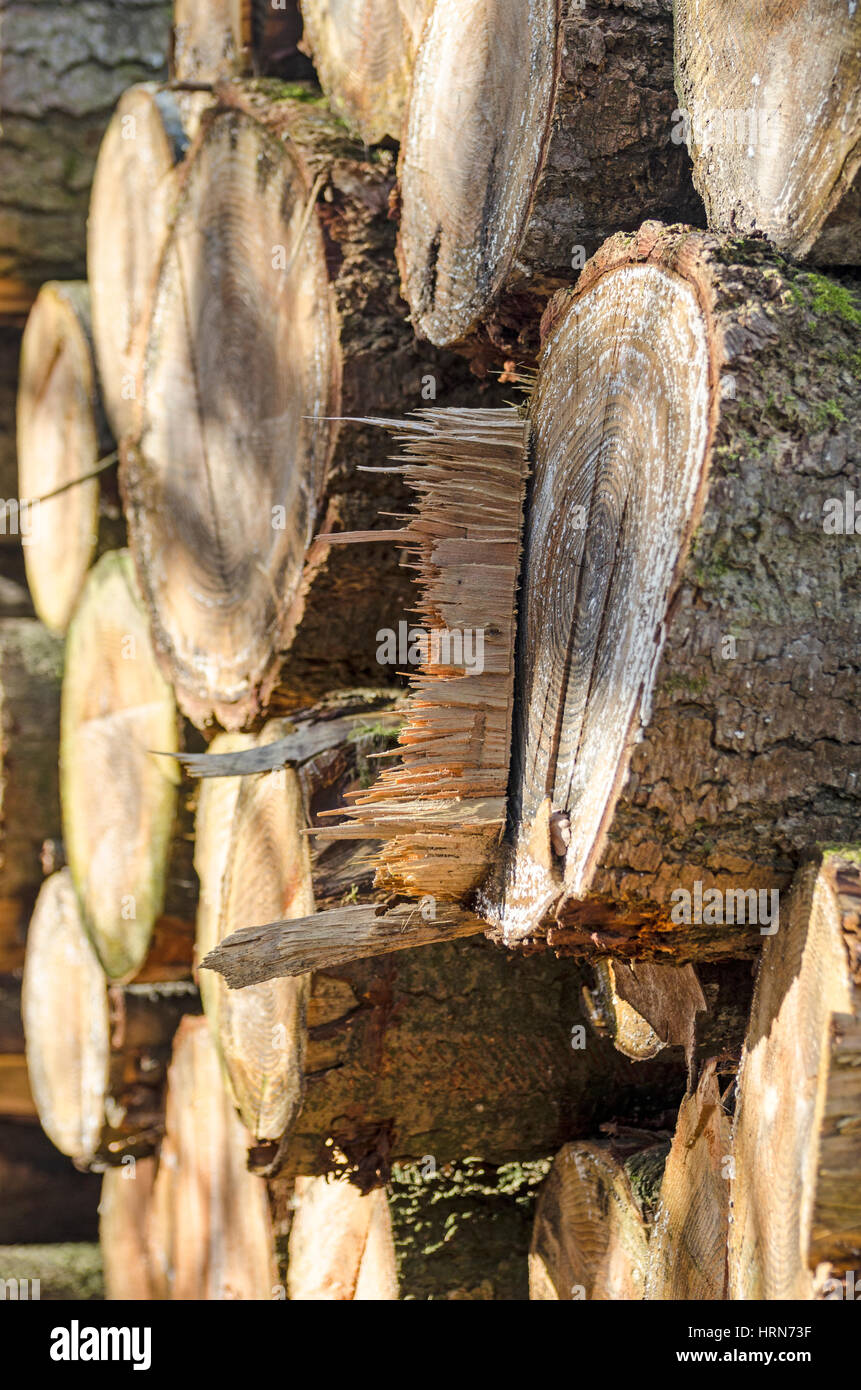 Protokoll-Stapel Schnittholz Stockfoto