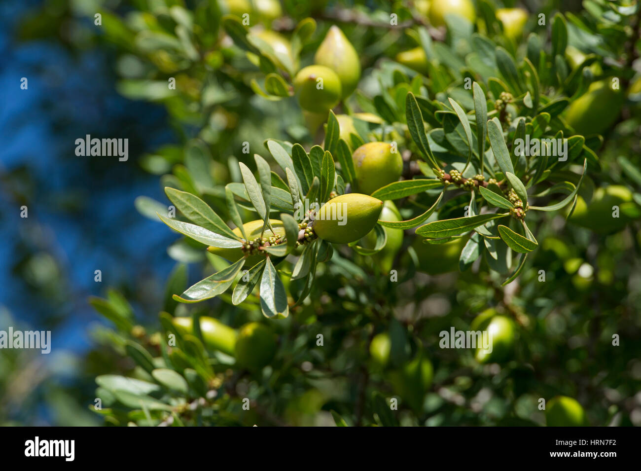 Argan Frucht von arganbäumen (Argania spinosa). Südwesten Marokko Stockfoto