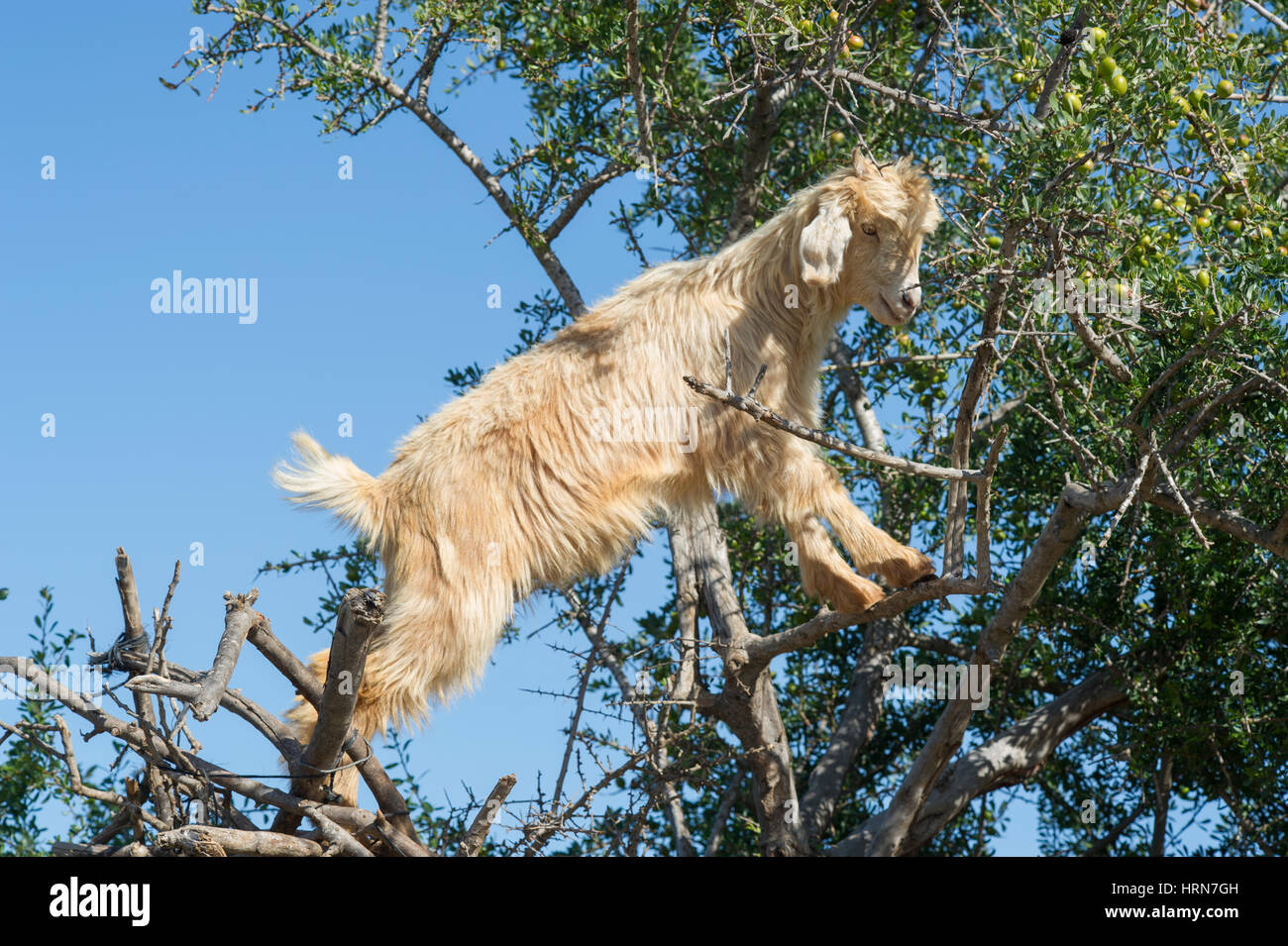 Maroquin berühmten Ziegen in die Argan-Bäume auf der Straße zwischen Marrakesch (Marrakech) und Essaouira Stockfoto