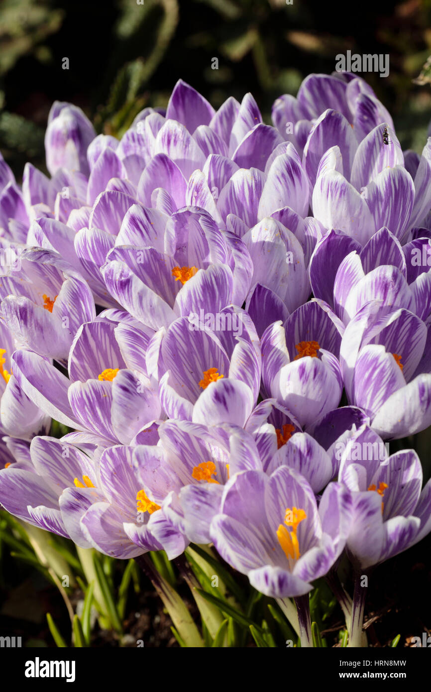 Blassen lila gestreiften Blüten von den Vorfrühling blühenden niederländischen Krokus, Crocus Vernus 'Pickwick' Stockfoto