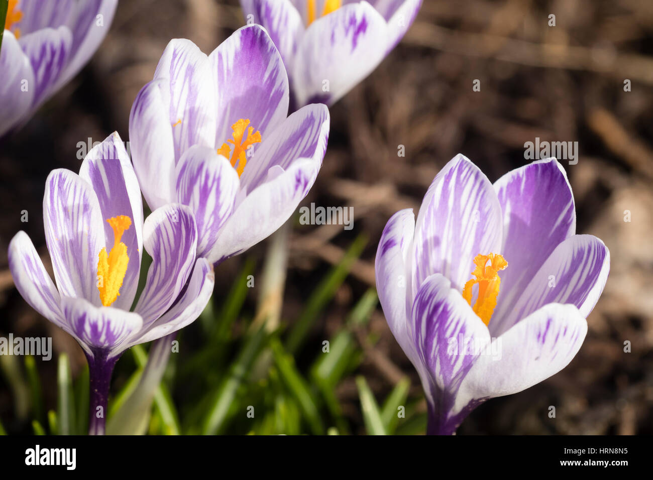 Blassen lila gestreiften Blüten von den Vorfrühling blühenden niederländischen Krokus, Crocus Vernus 'Pickwick' Stockfoto