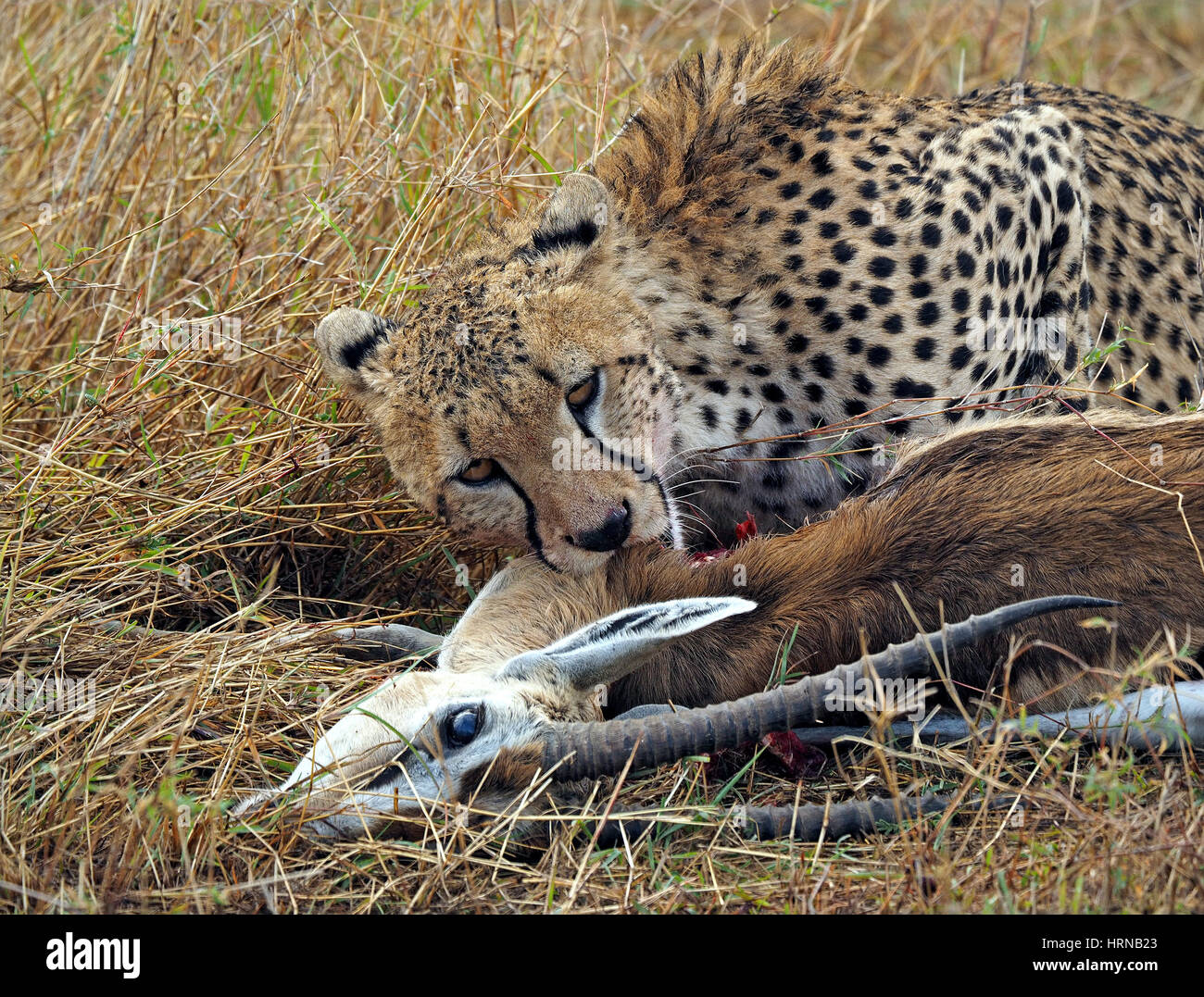 Cheetah Fütterung auf Langhörnigen männlichen Thomson's Gazelle (Eudorcas Thomsonii) in Masai Mara Naturschutzgebieten, größere Mara, Kenia, Afrika Stockfoto