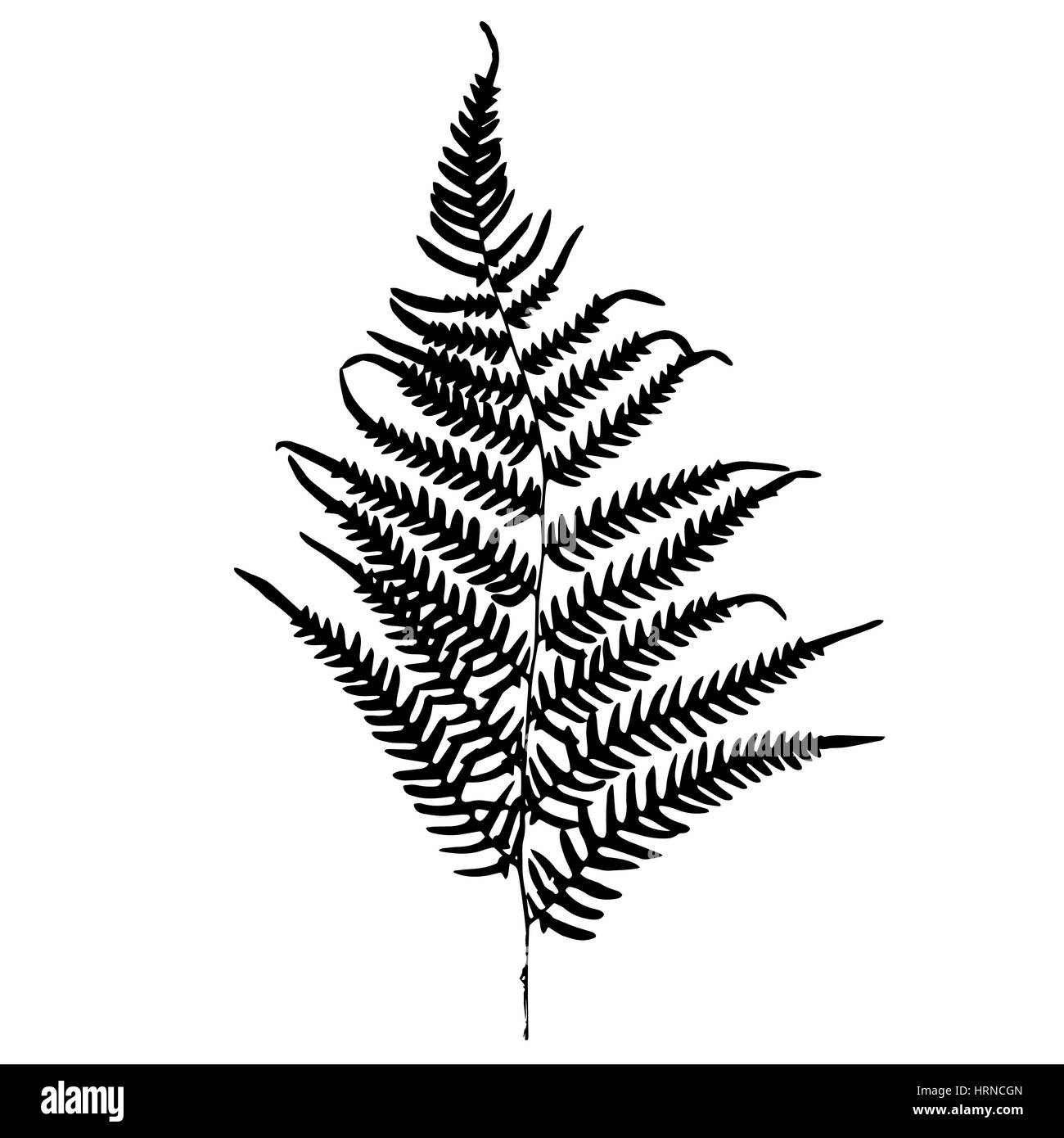 Farn Silhouette. Isoliert auf weißem Hintergrund Stock Vektor