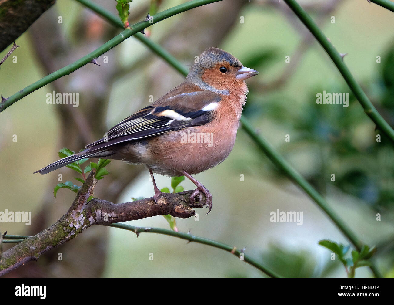 Männlichen Buchfinken. Der gemeinsamen Buchfink, normalerweise gewußt einfach als der Buchfink ist ein verbreitete kleine passerine Vogel in der Familie Fink. Stockfoto