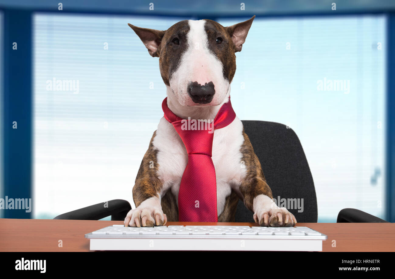 Hund-Manager schreiben auf einer Computertastatur in seinem Büro Stockfoto