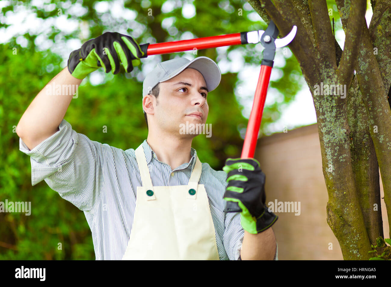 Einen baum beschneiden Fotos und Bildmaterial in hoher Auflösung Alamy