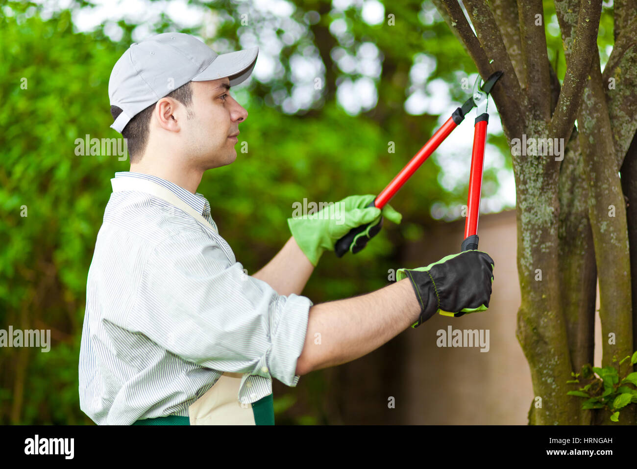 Einen baum beschneiden Fotos und Bildmaterial in hoher Auflösung Alamy