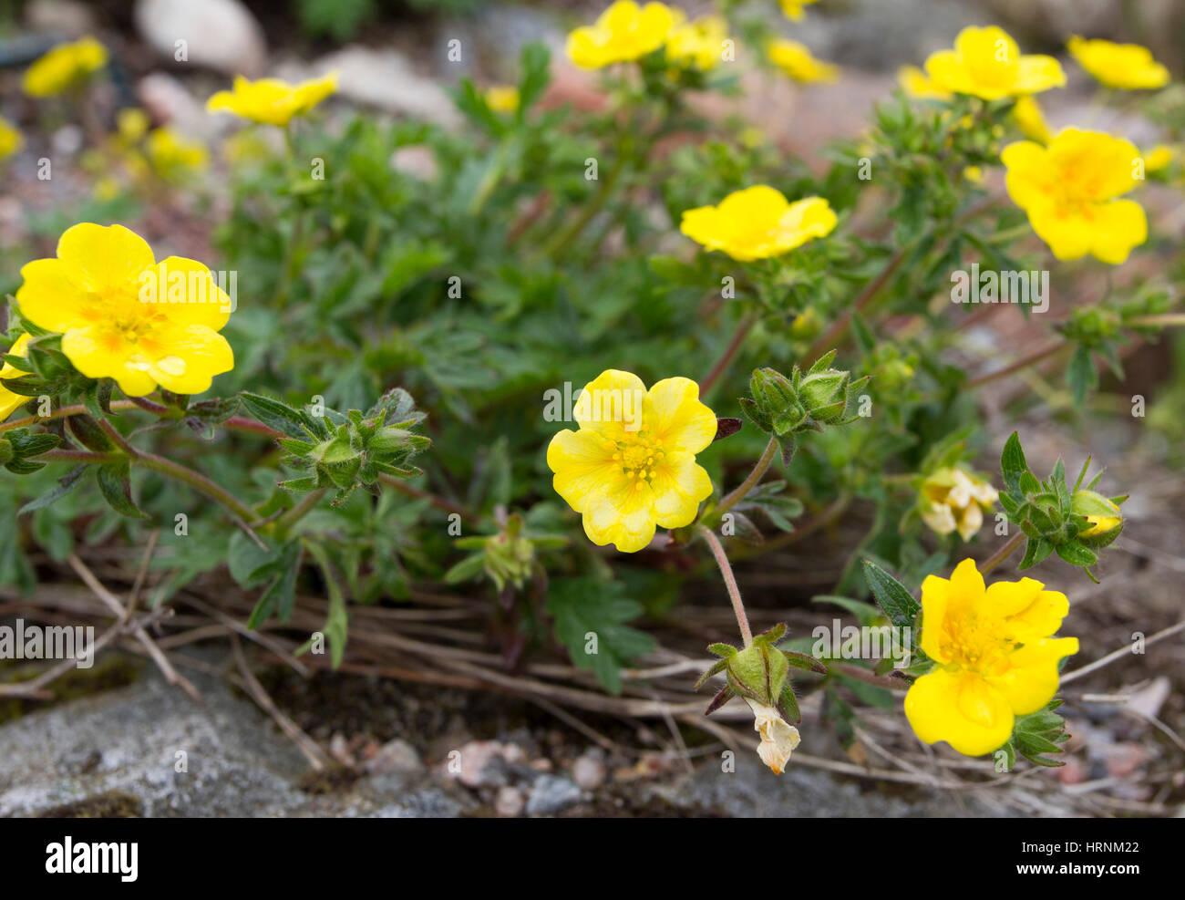 Alpine Fingerkraut, Potentilla Crantzii, eine Gruppe von Blumen der Cairngorms, Schottland, UK Stockfoto