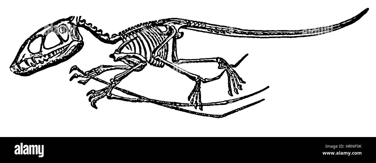 Dimorphodon Stockfotografie Alamy