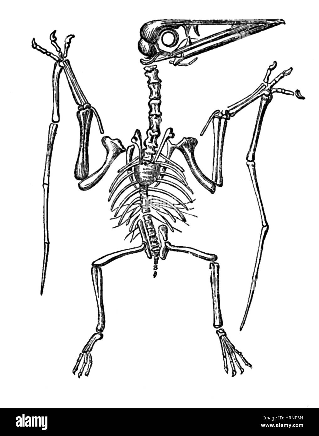 Pterodactylus, ausgestorben fliegenden Reptilien Stockfoto