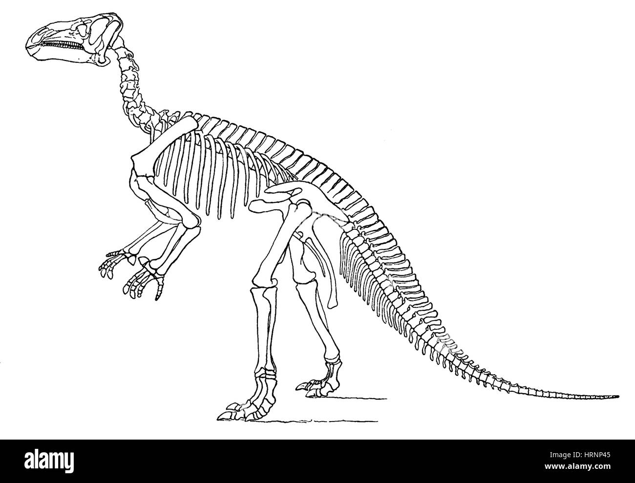 Iguanodon, mesozoischer Dinosaurier Stockfoto