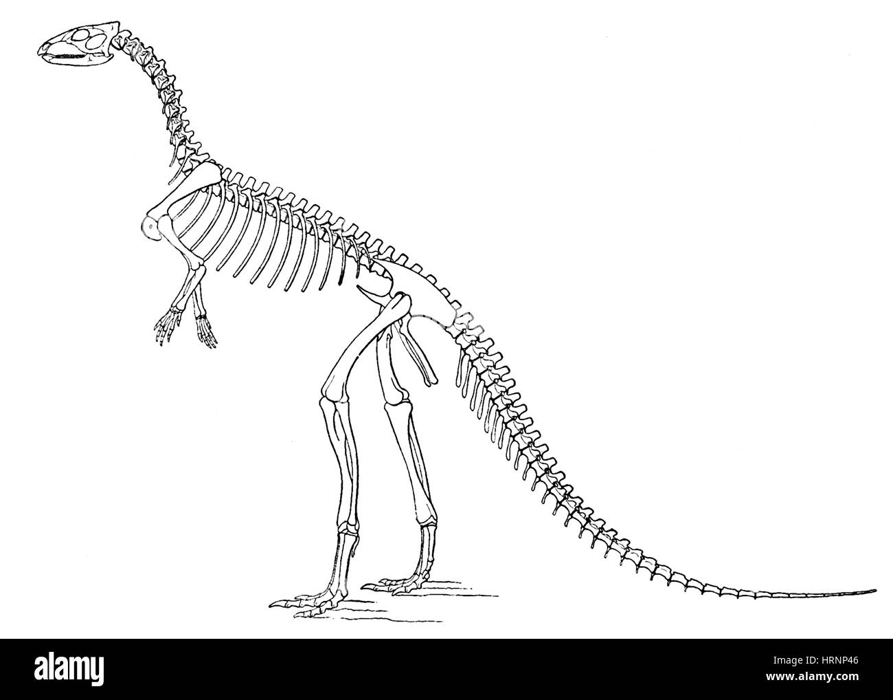 Othnielosaurus AKA Laosaurus consors Stockfoto