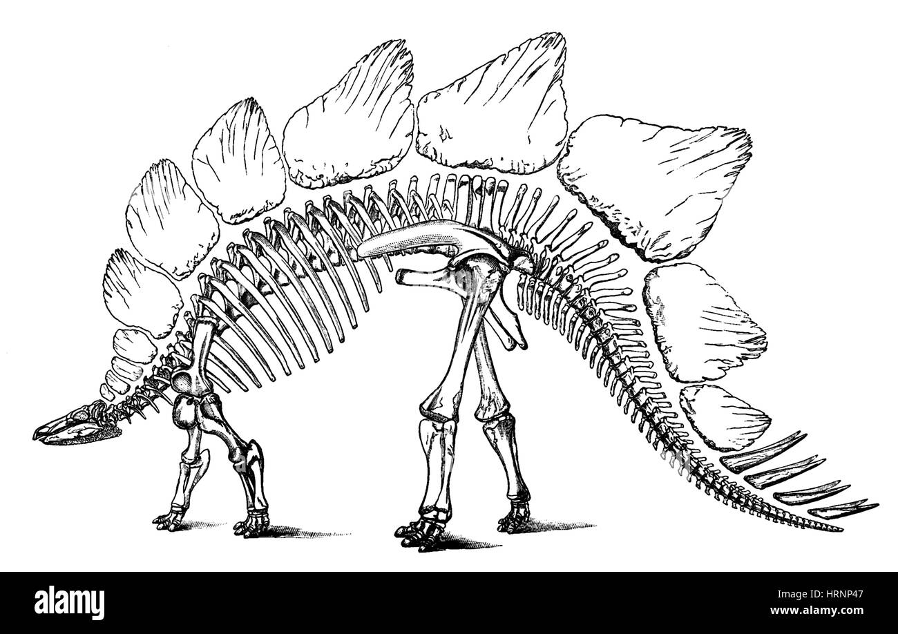 Stegosaurus Stockfoto