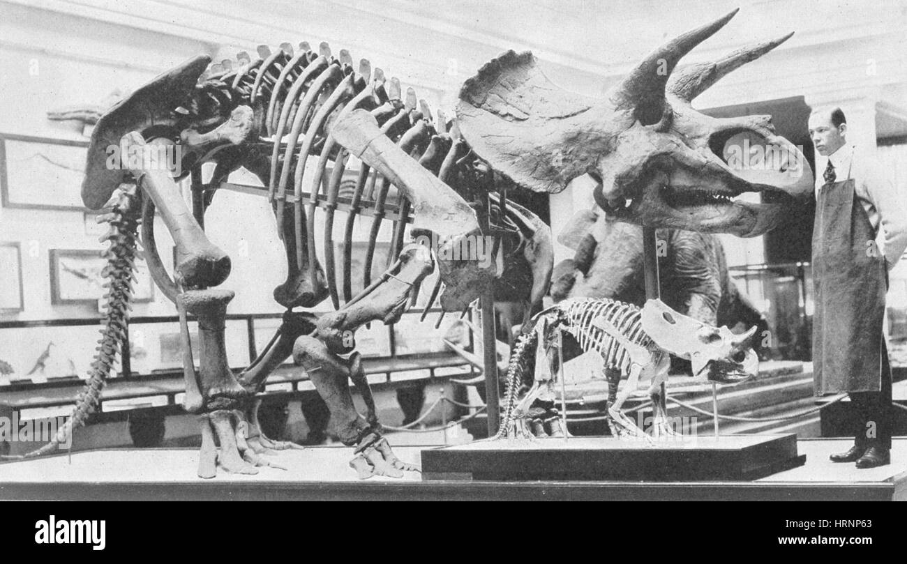 Triceratops, Kreidezeit Dinosaurier Stockfoto
