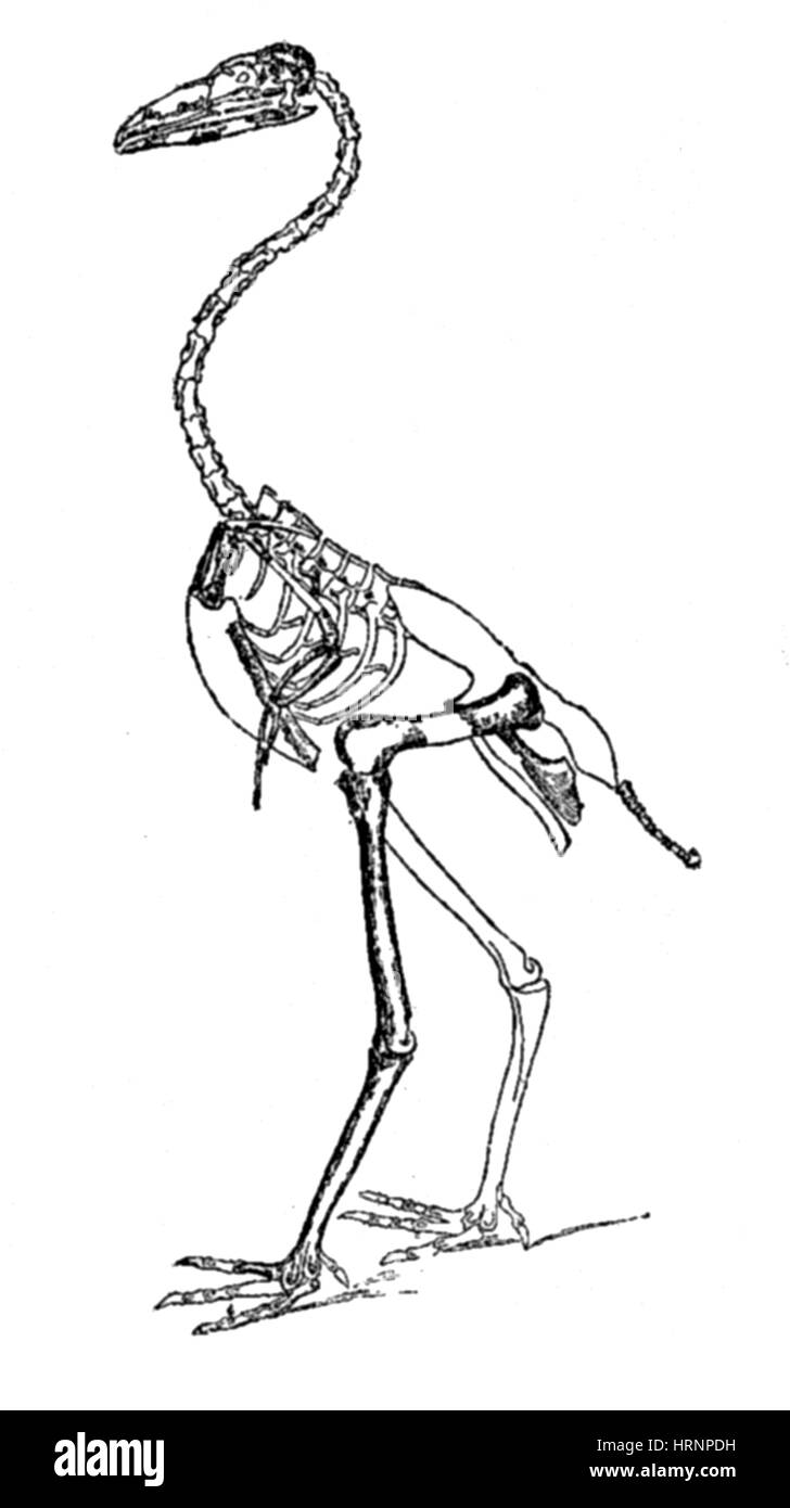 Gastornis, Erdneuzeit Vogel Stockfoto