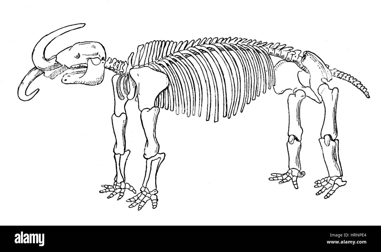 Missourium, amerikanische Mastodon Cenozoic Säugetier Stockfoto