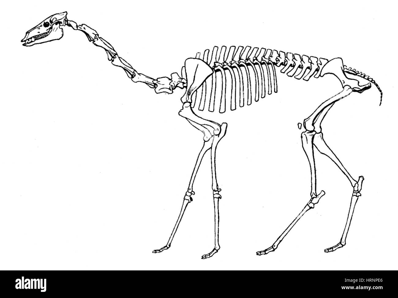 Oxydactylus, Erdneuzeit Säugetier Stockfoto