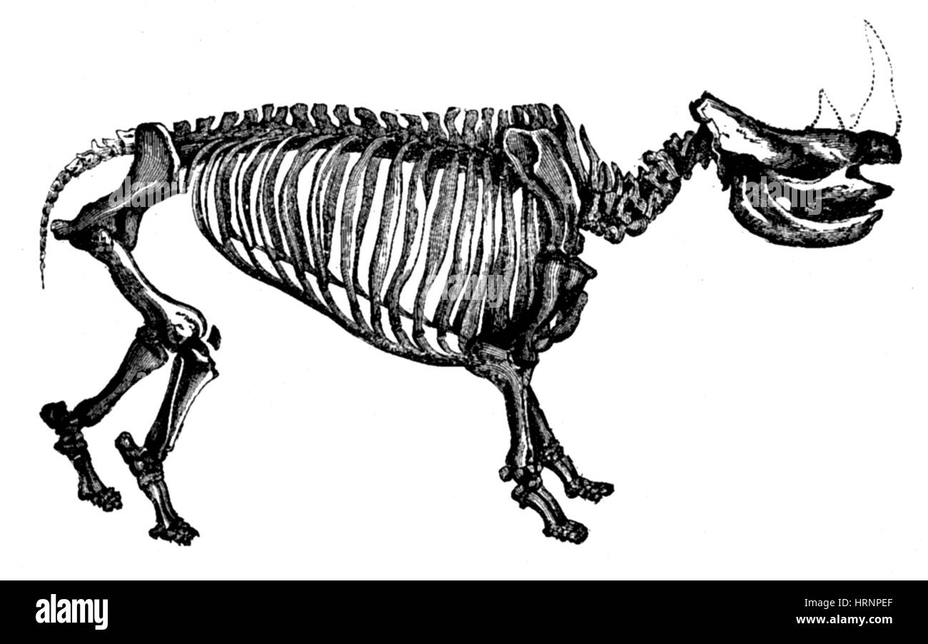 Wolliges Rhino, Erdneuzeit Säugetier Stockfoto