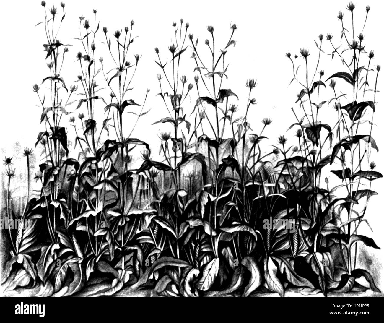 De Vries Versuchsgarten Stockfoto