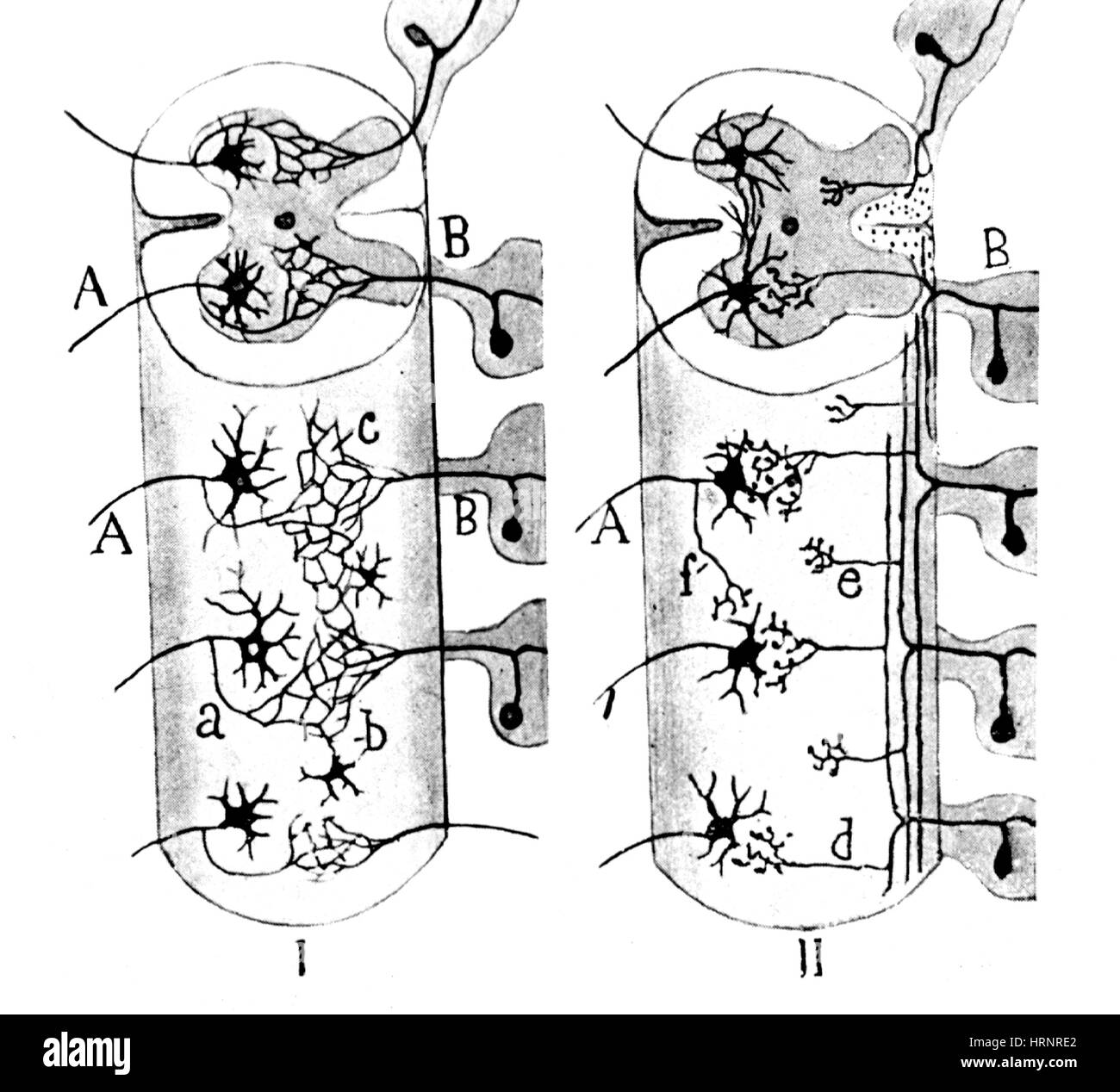 Neuroglia Zellen illustriert von Cajal, 1923 Stockfoto