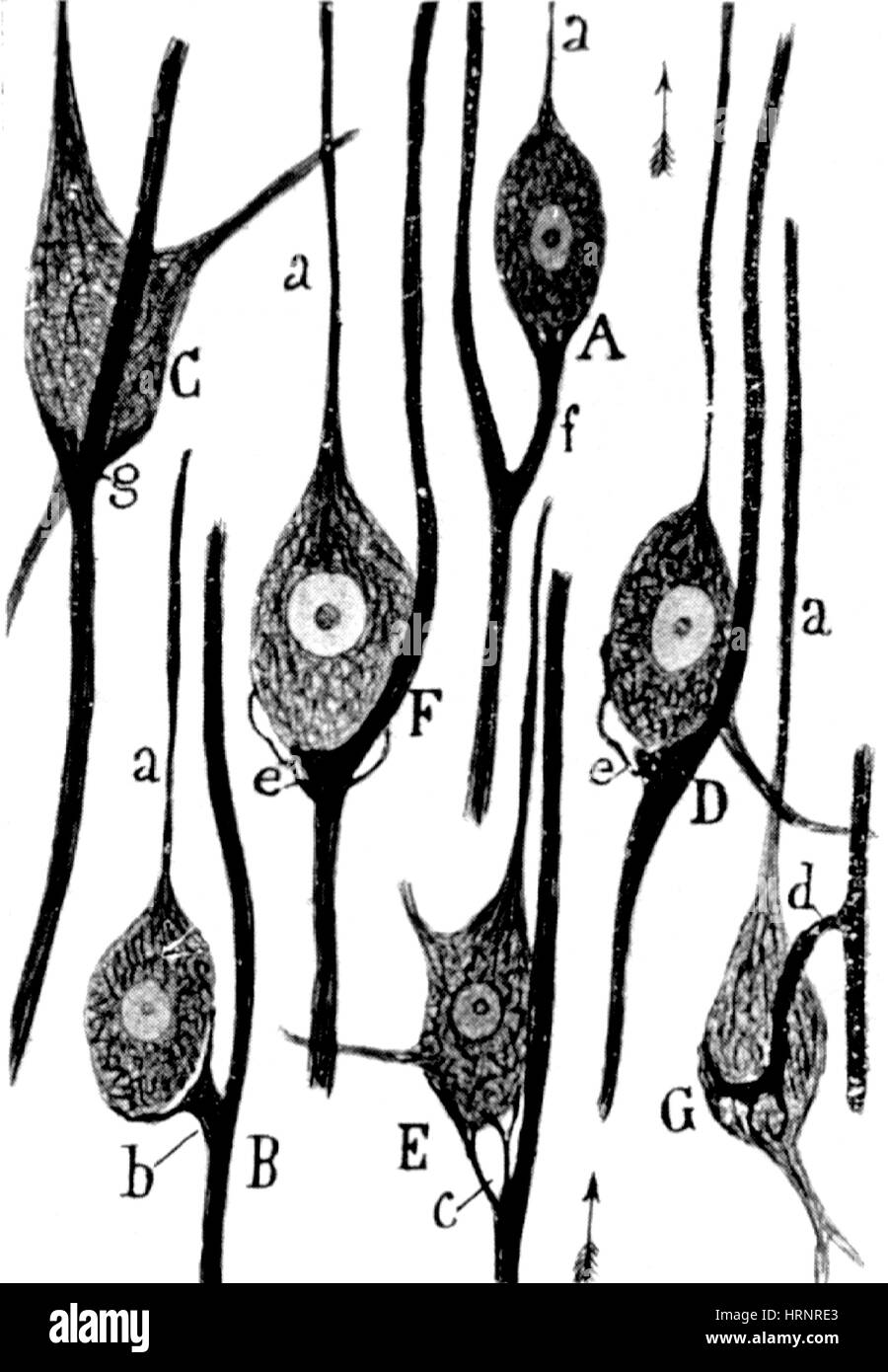 Nervenverbindungen illustriert von Cajal, 1923 Stockfoto