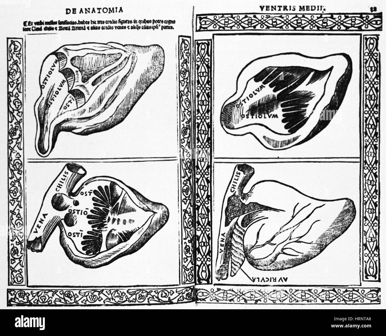 Herz-Illustration, 1523 Stockfoto