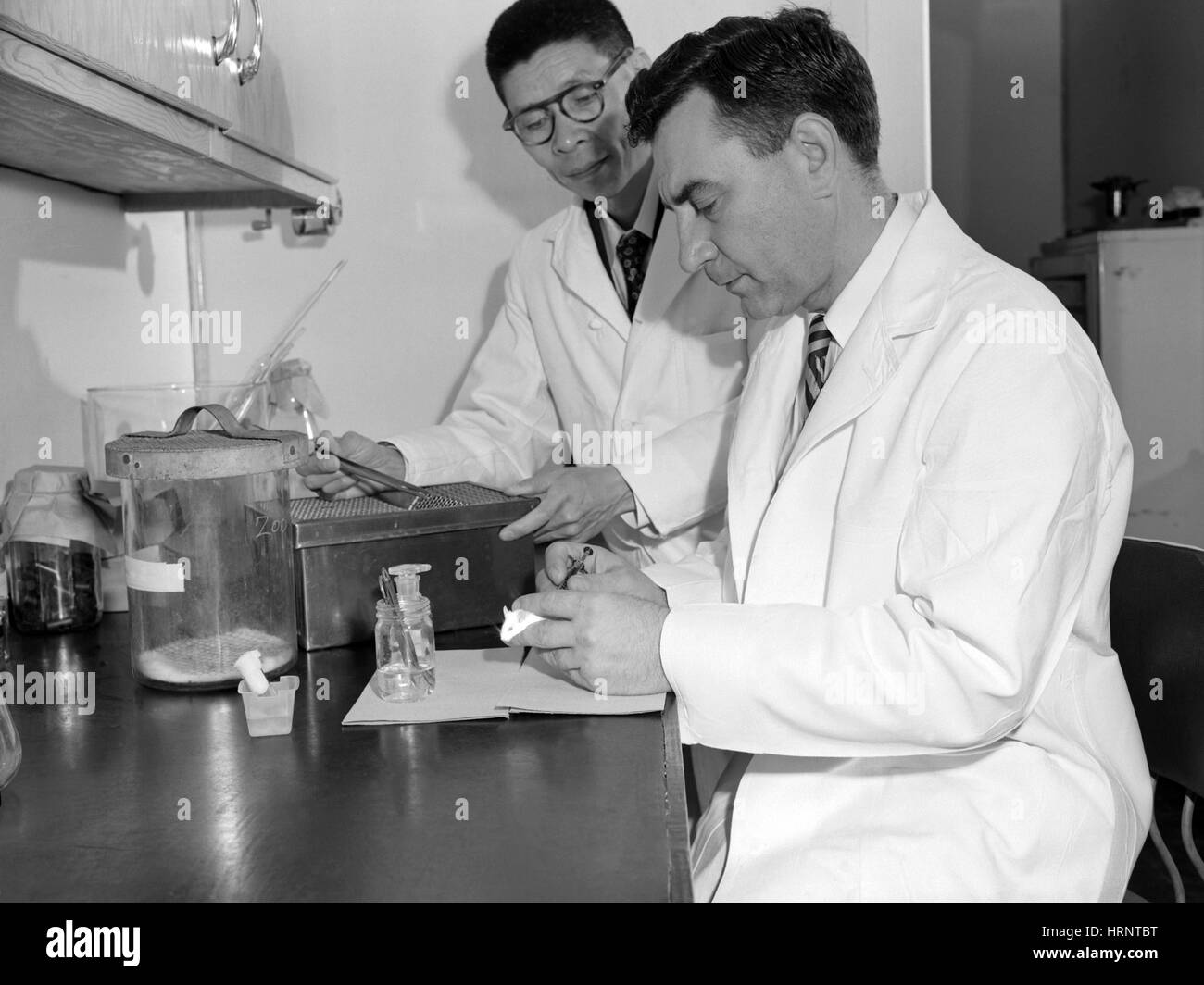 Polio-Forschung, 1953 Stockfoto