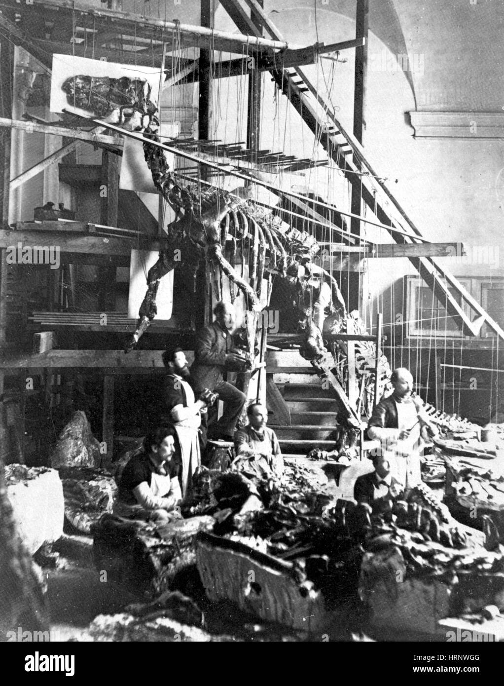 Rekonstruktion von Iguanodon-Skelett, 1880 Stockfoto