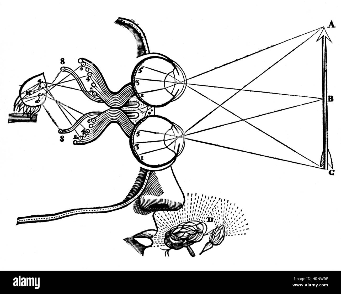 Vision und Wahrnehmung, 17. Jahrhundert Stockfoto